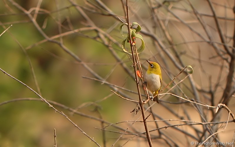 Oriental White-eye